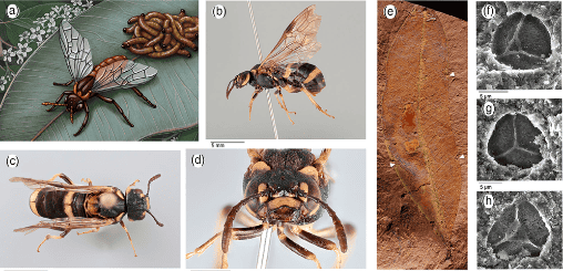 mosca-serra.png