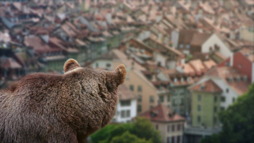 Um urso está observando a velha cidade de Berna, na Suíça.